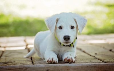 Pet-Friendly Palm Harbor: A Guide for Animal Lovers