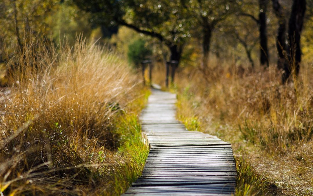 Exploring Palm Harbor’s Hidden Trails: Hiking and Nature Walks