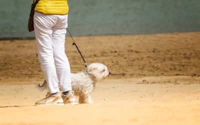 Pet-Friendly Activities in Palm Harbor: Parks, Trails, and Beaches