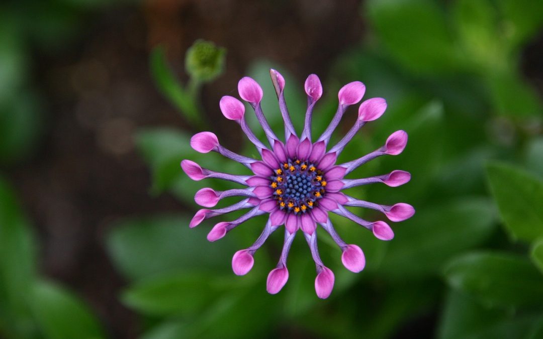 Discovering Palm Harbor’s Botanical Gardens and Nature Reserves