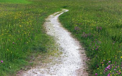 Top Hiking Spots in and Around Palm Harbor